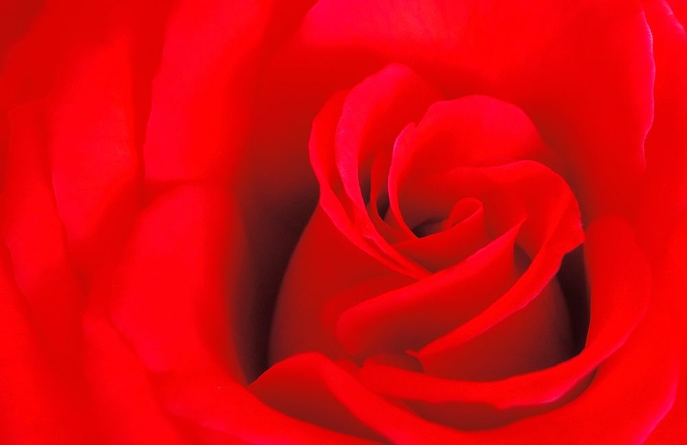 Canada-Manitoba-Winnipeg Detail of red rose art print by Jaynes Gallery for $57.95 CAD